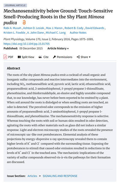 Mechanosensitivity below Ground